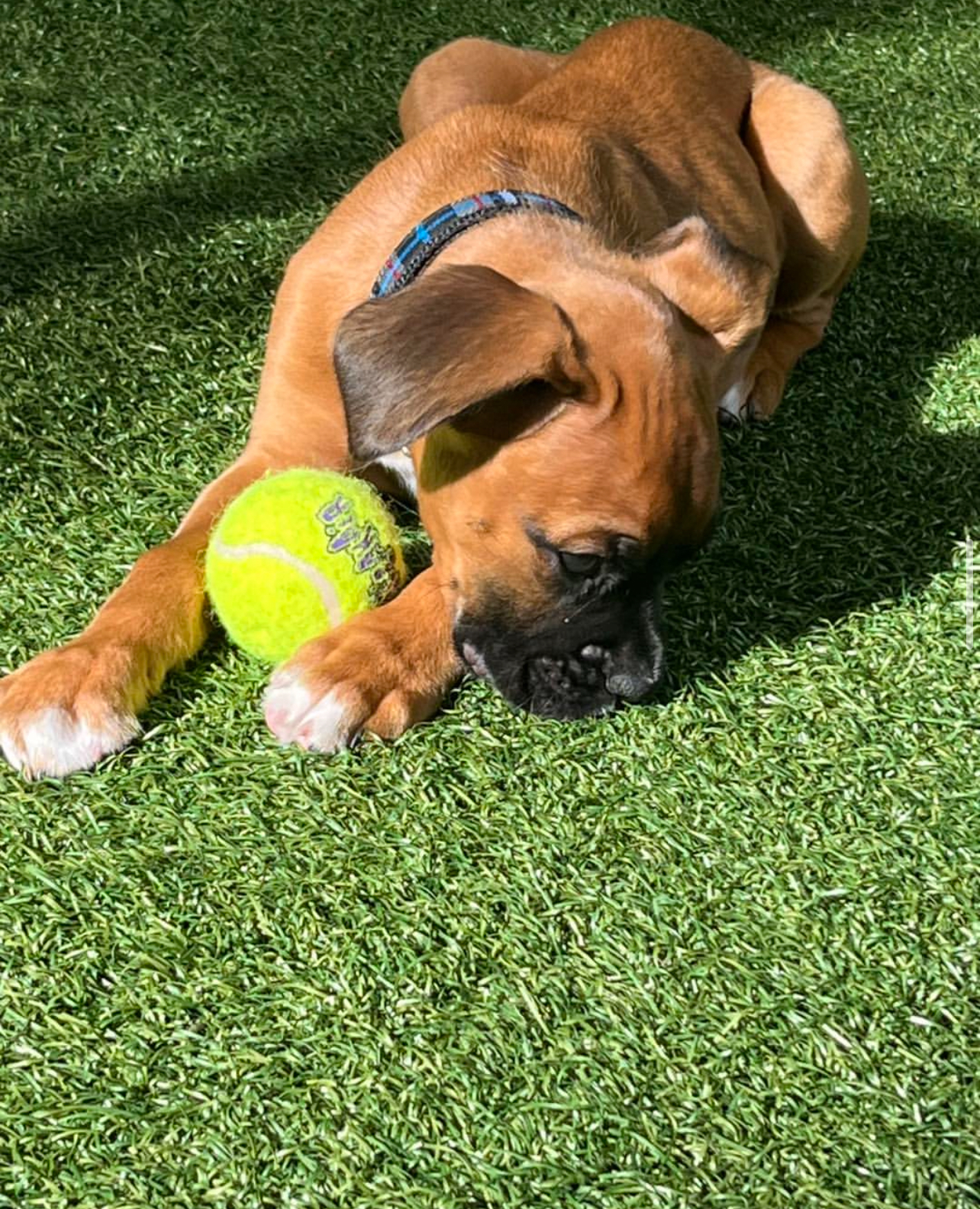 Bruce, Male - Image 2