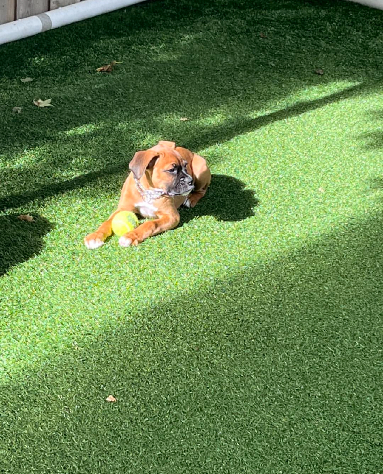 Bruce, Male - Image 3