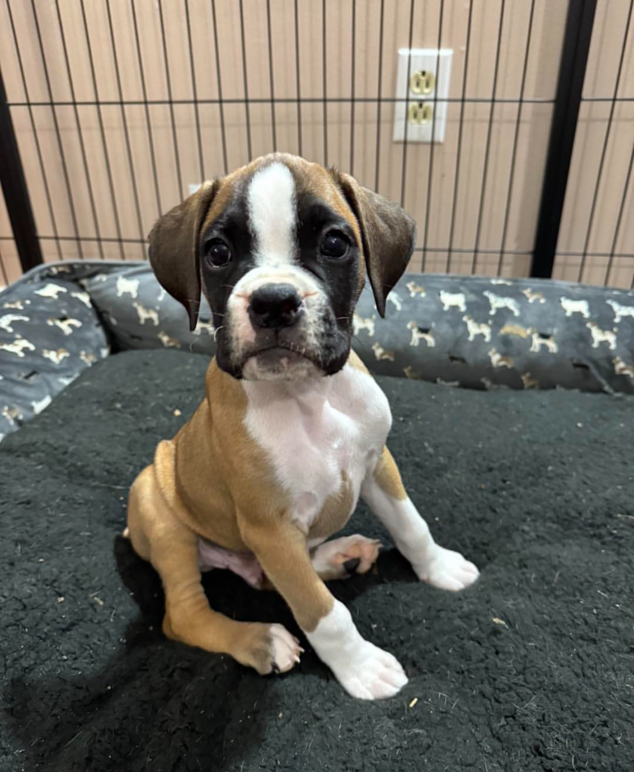 Murphy, Male - Image 2