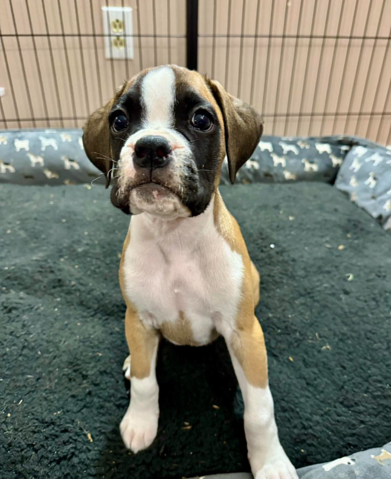 Murphy, Male - Image 3