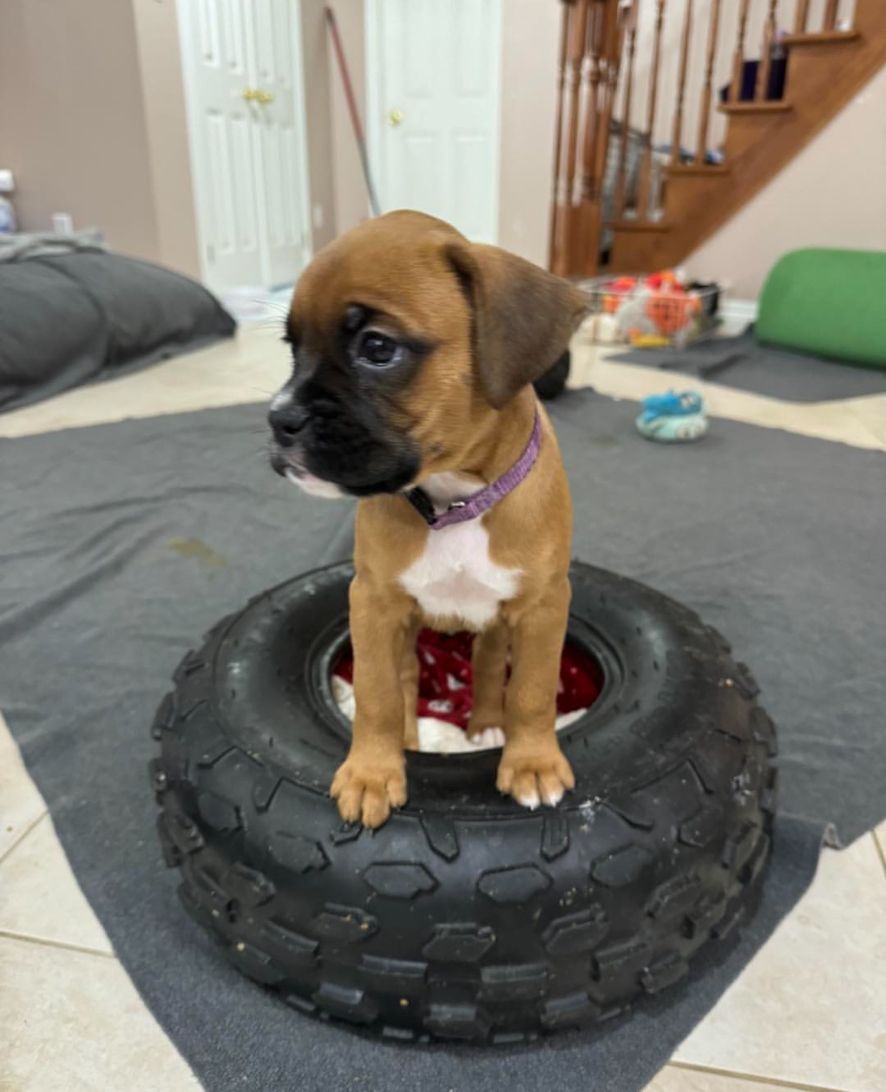 Rocky, Male - Image 2