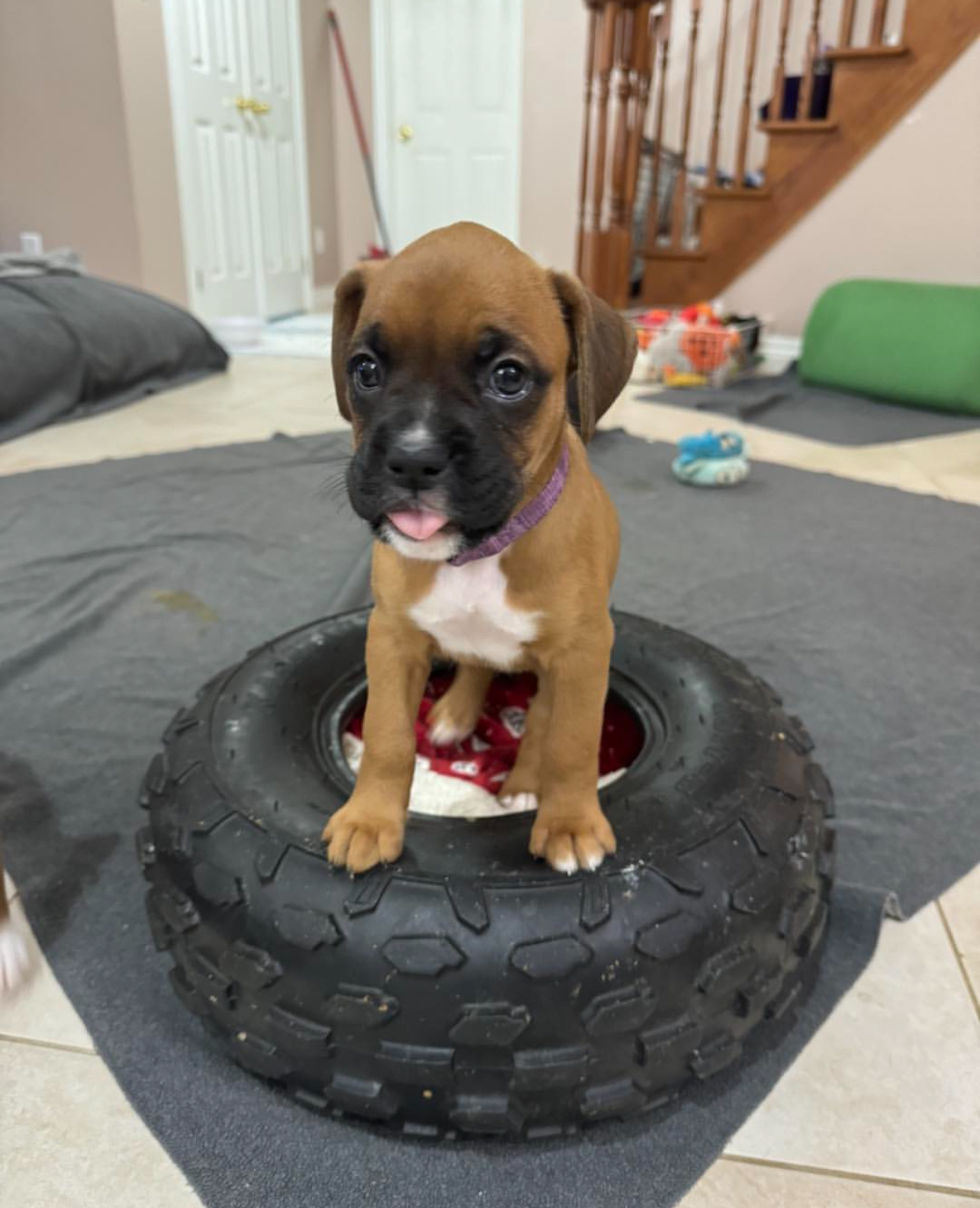 Rocky, Male - Image 3