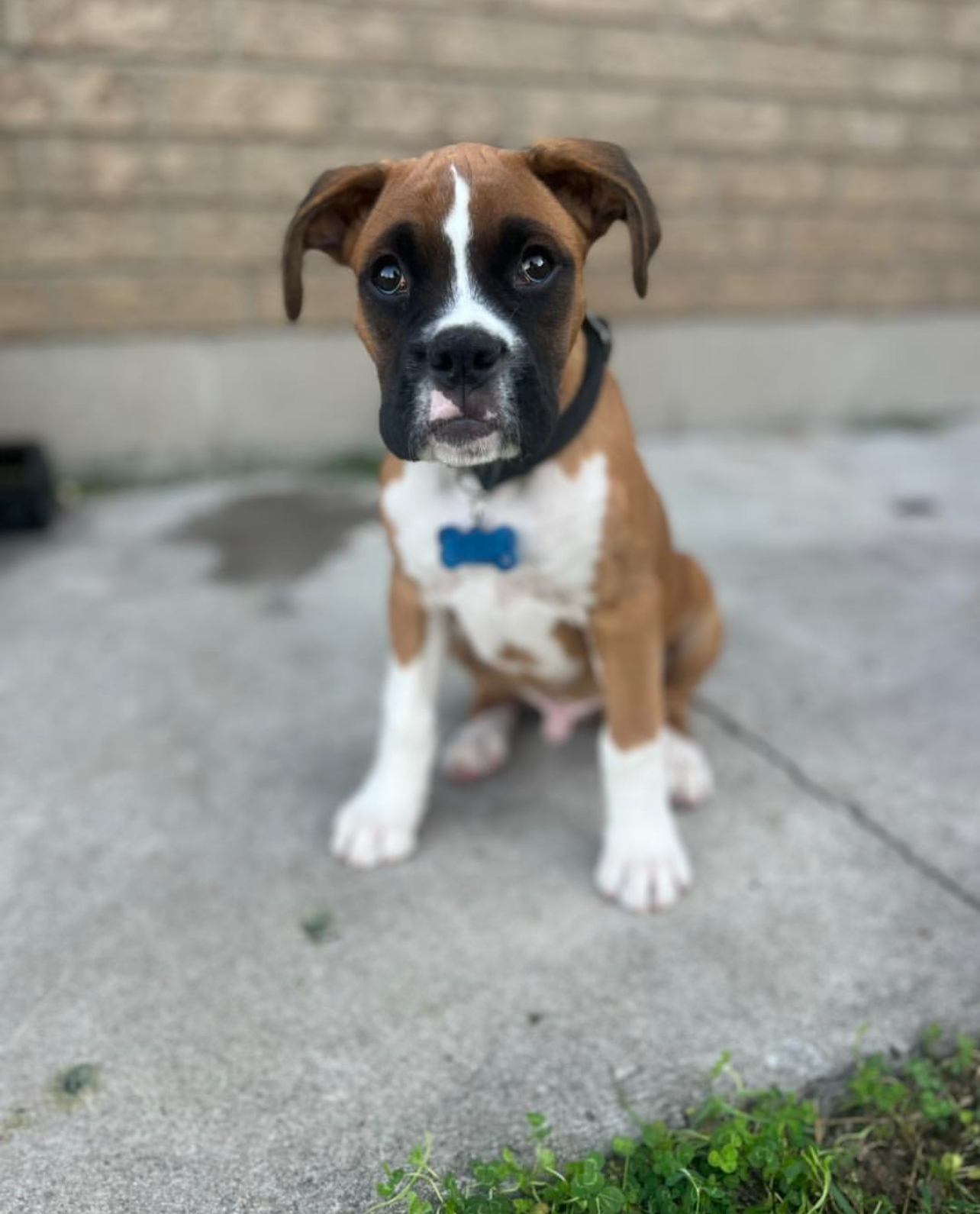 Harper, Male - Image 3