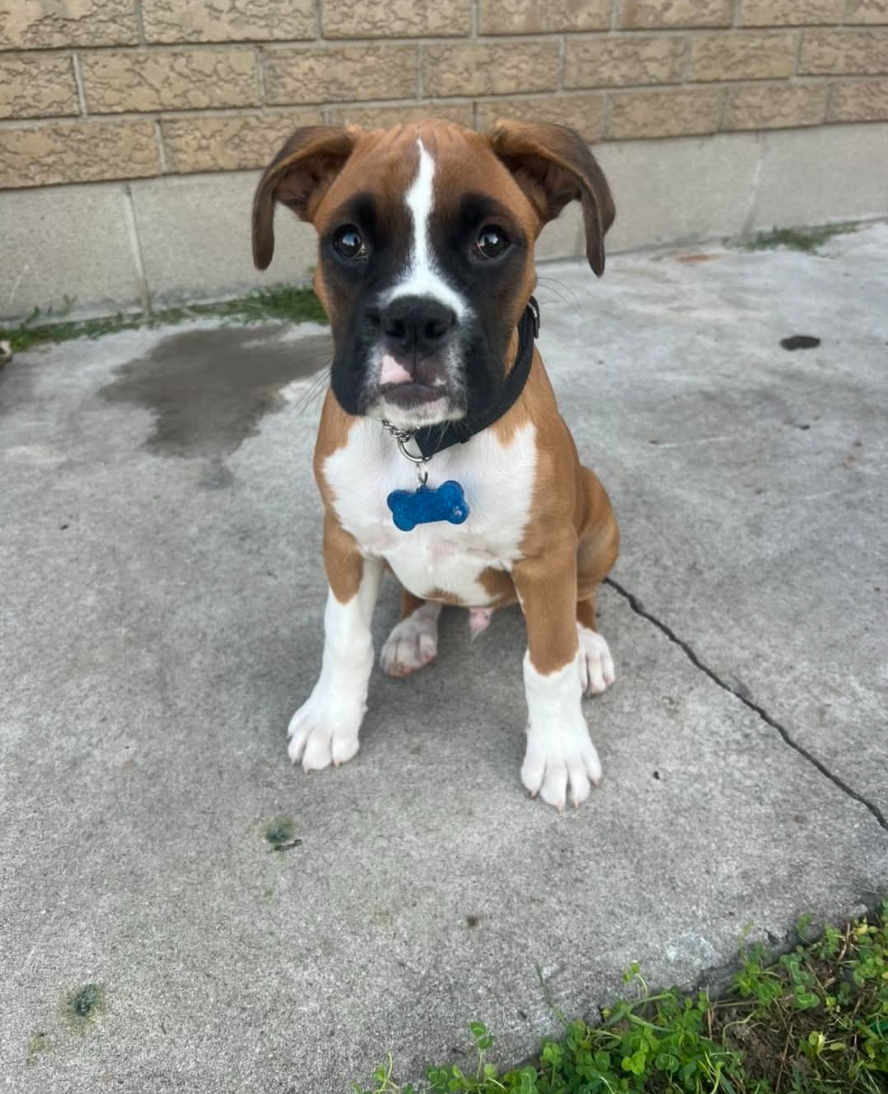 Harper, Male - Image 2