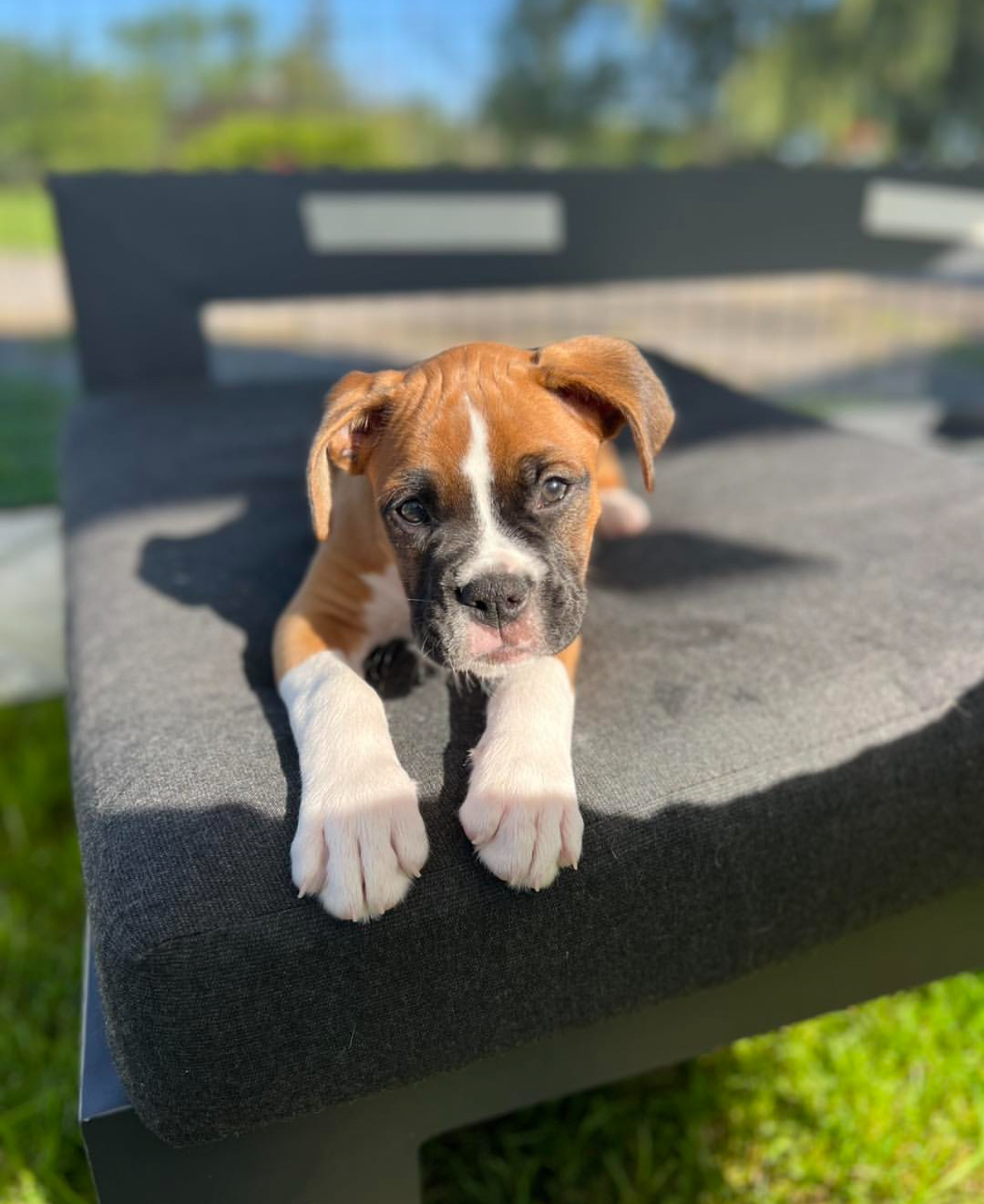 Bruno, Male - Image 3