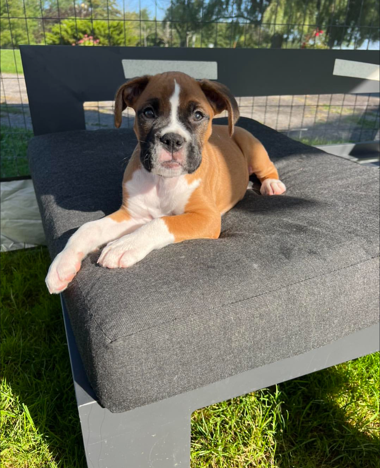 Bruno, Male - Image 2