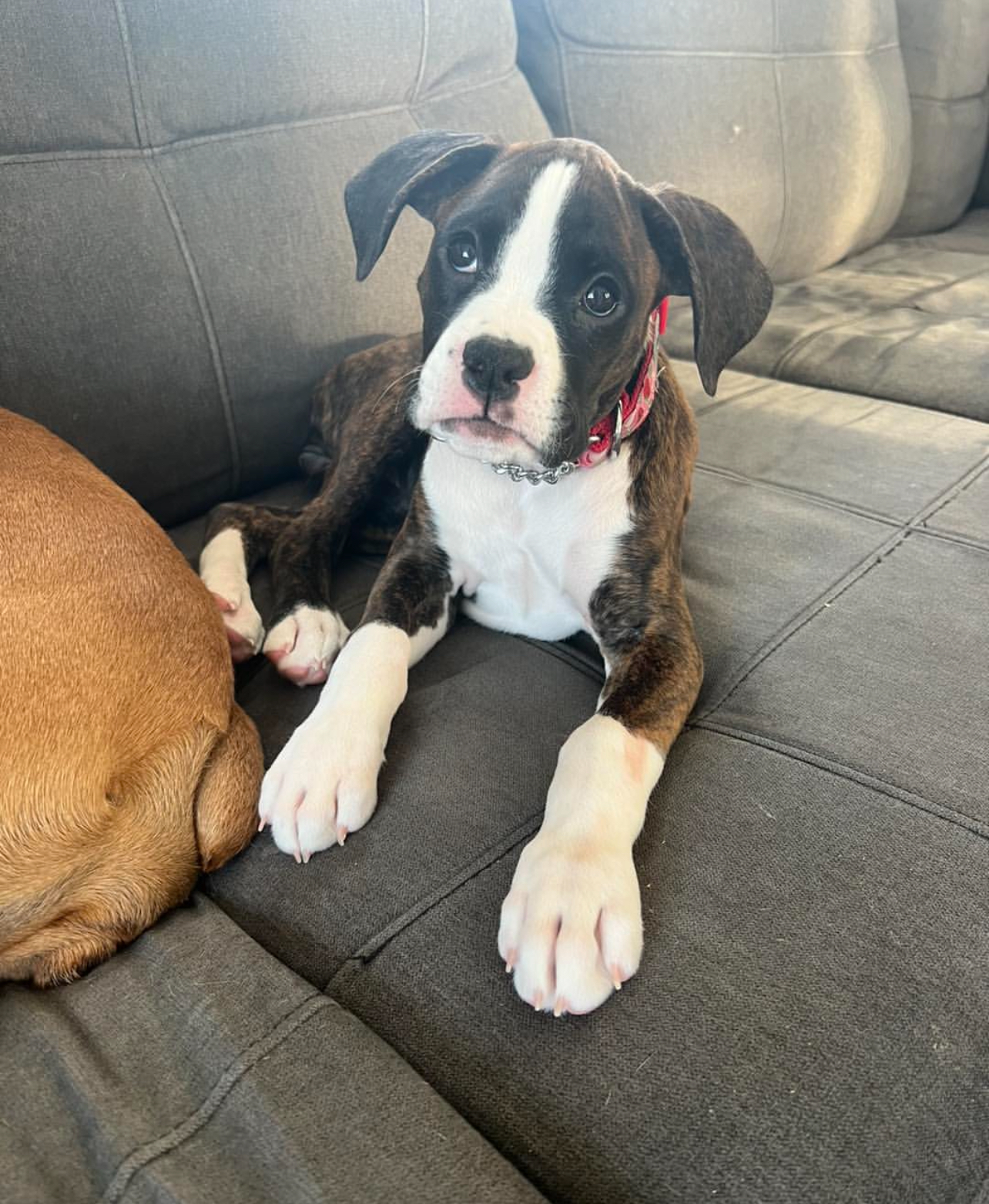 Ziva, female - Image 2