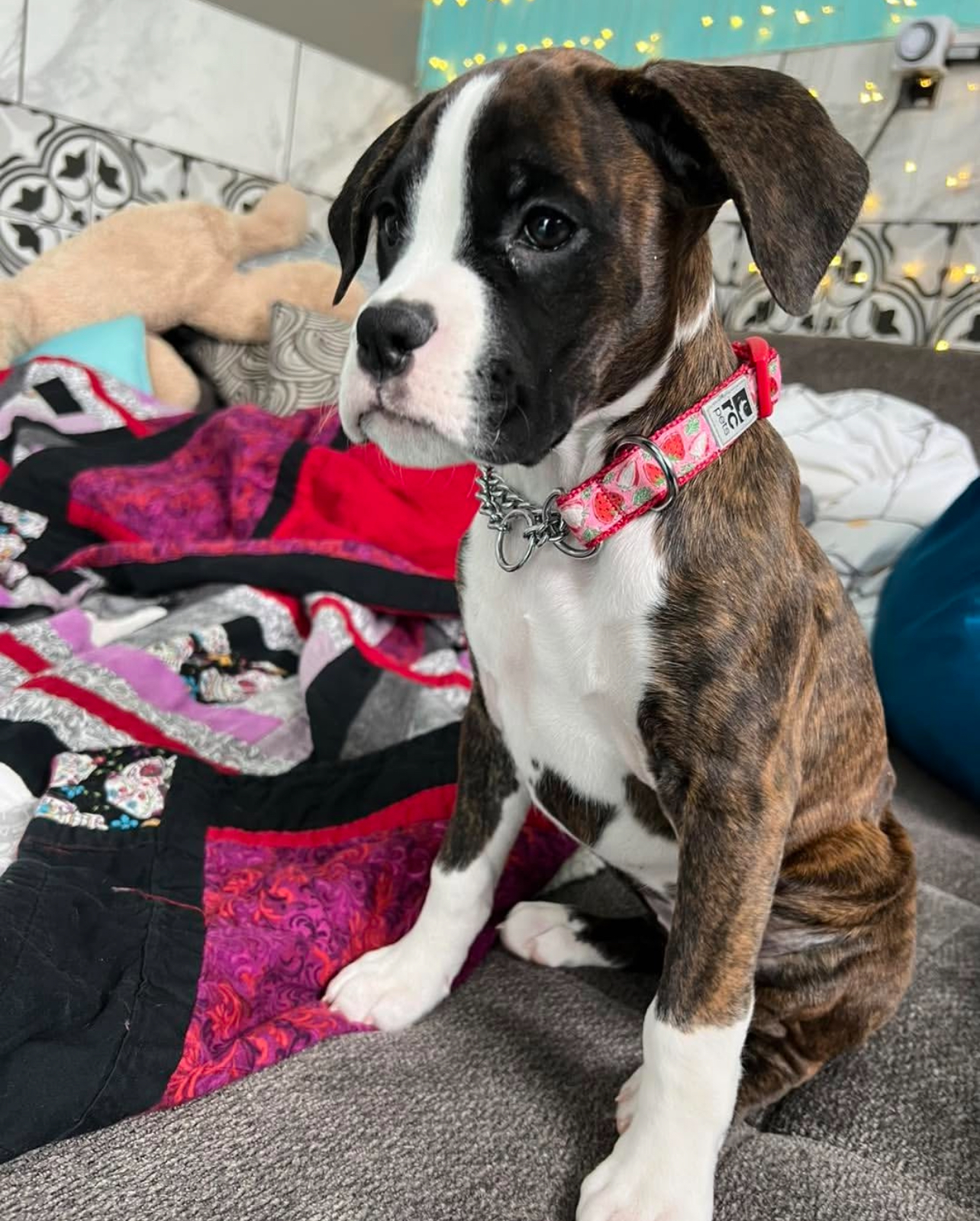 Ziva, female - Image 3