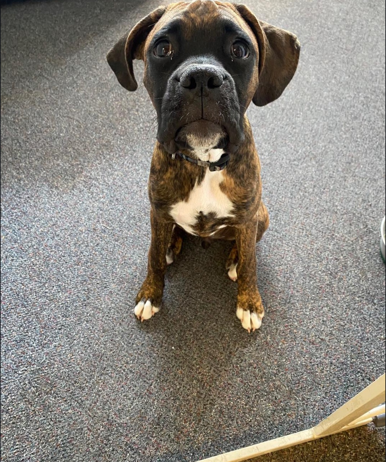 Floyd, Male - Image 3