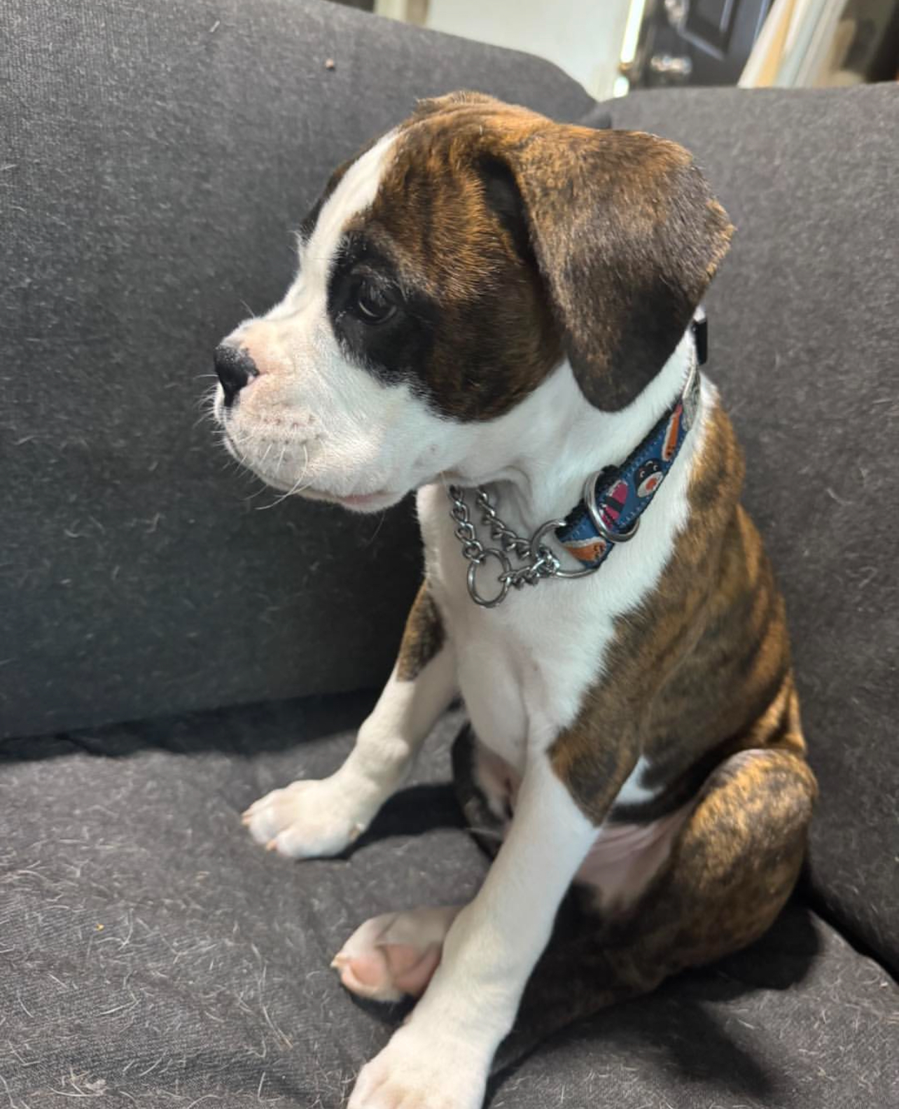 Elsie, Female - Image 2