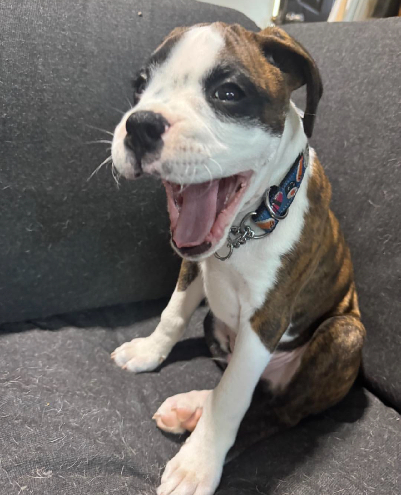 Elsie, Female - Image 3