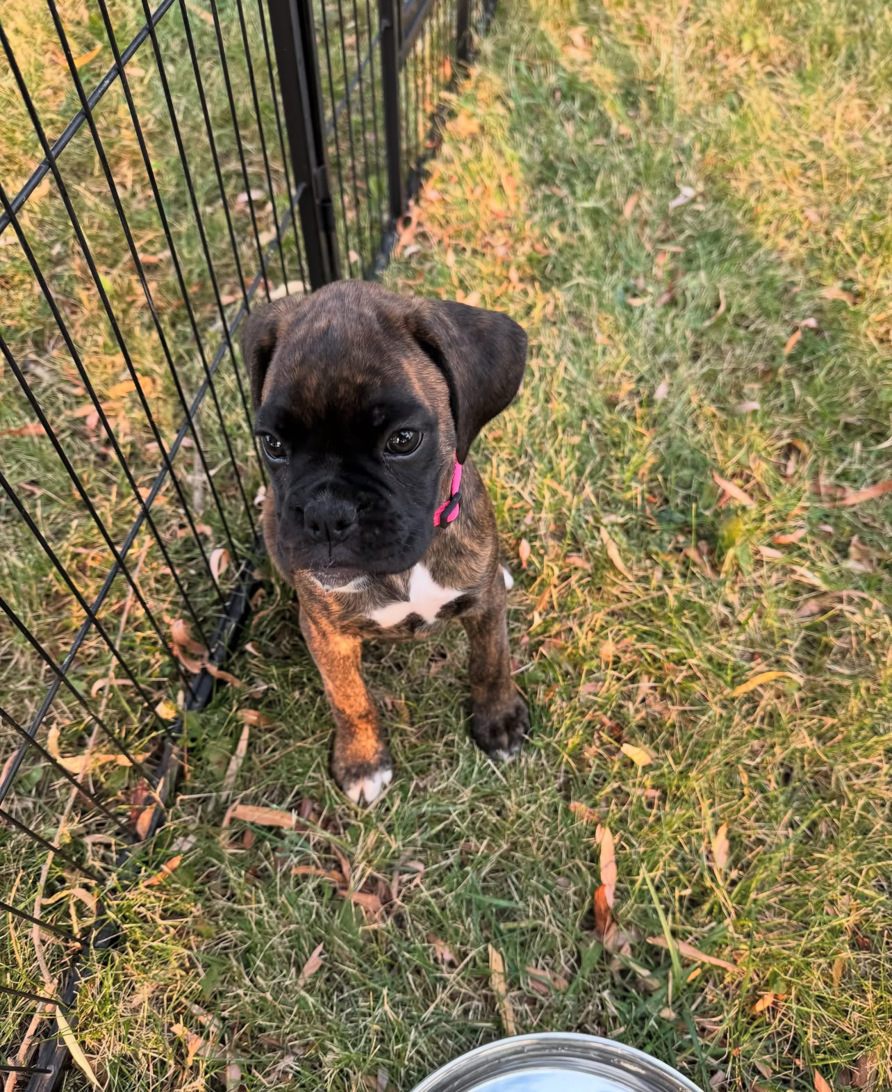 Adora, Female - Image 2