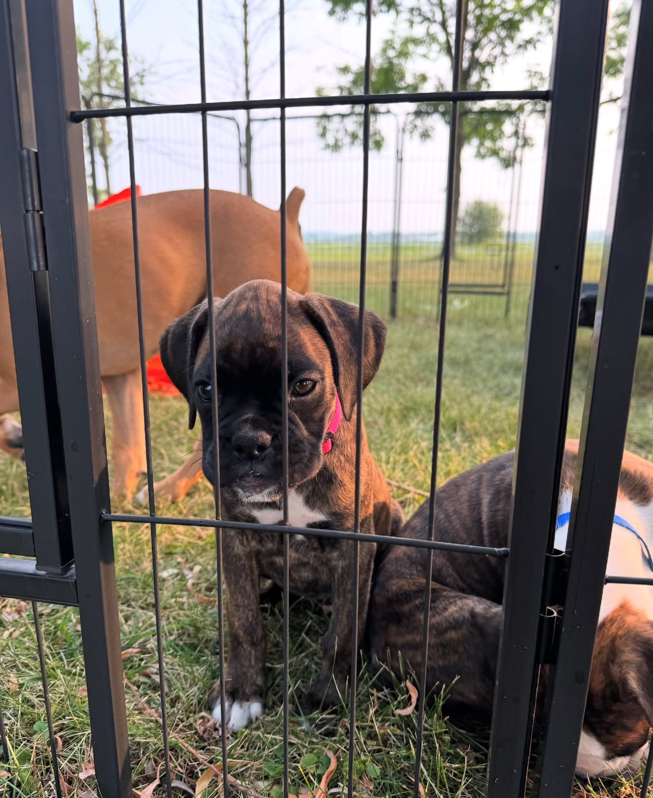 Adora, Female - Image 3