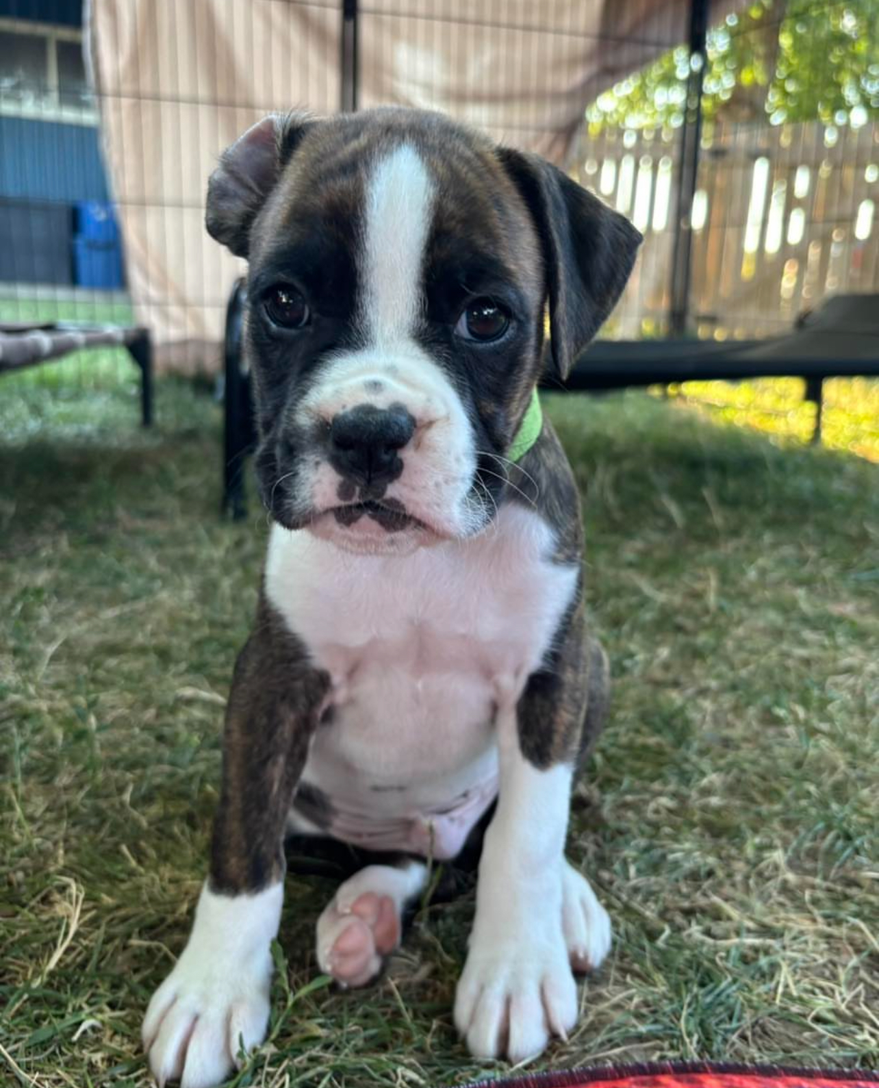 Milo, Male - Image 2