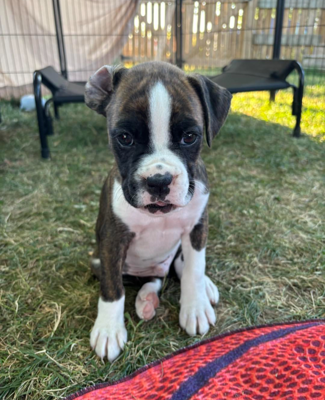 Milo, Male - Image 3