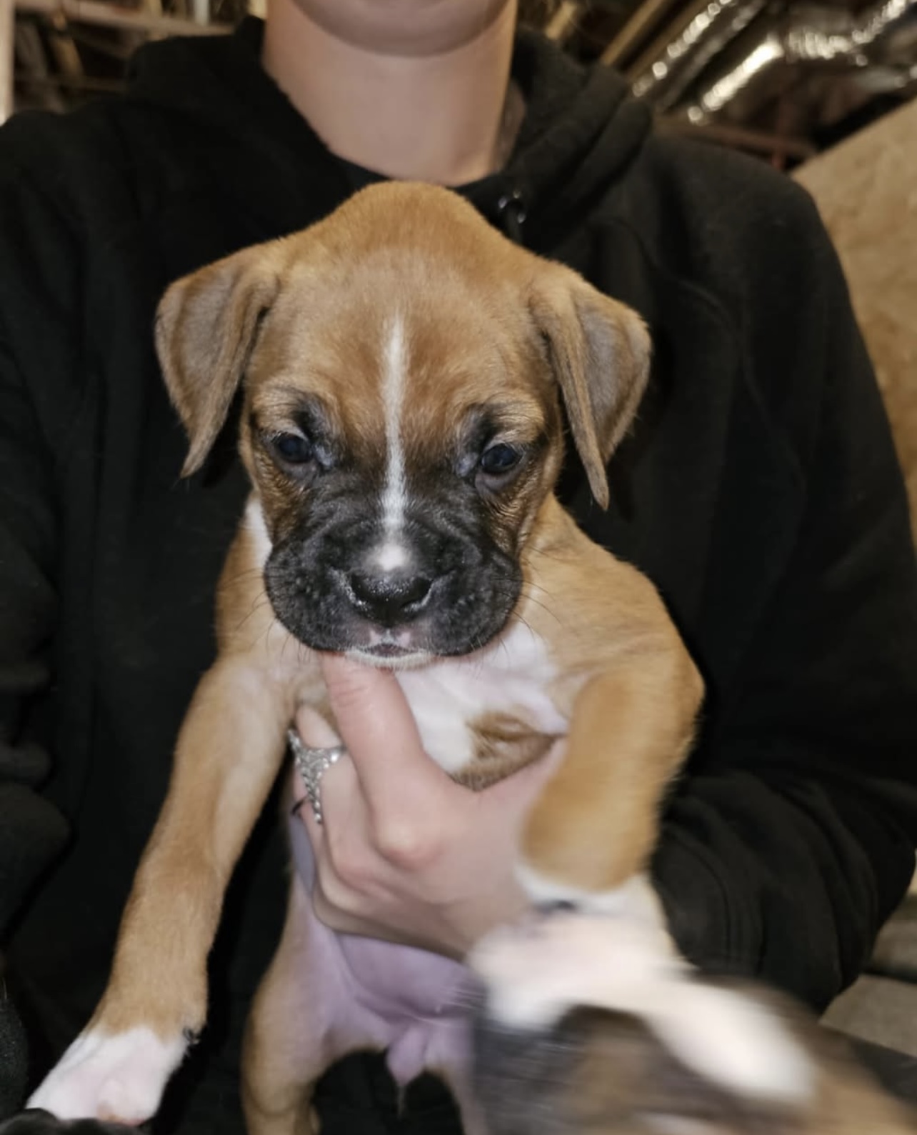 Jasper, Male - Image 3